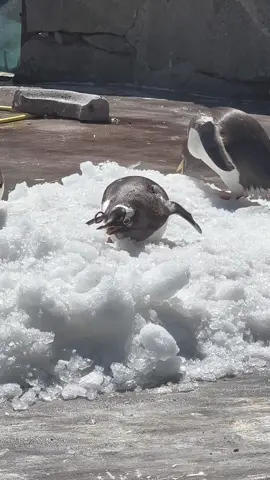 Lots of regular ice deliveries today for our penguins to help them keep cool 😎🐧 #Edinburgh#EdinburghZoo#ZooTok#VisitScotland#Zoo#Animals#Wildlife#WildlifeConservation#FYP#Penguin#Penguins#Ice#IceIceBaby 