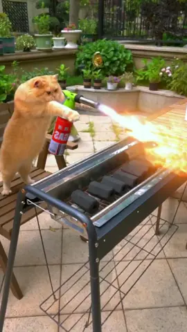 Cat Barbecue debut, we like to patronize this shop together! Eat for free.#Funny #Cat #pet #roast #fyp #foryou #Delicacy.