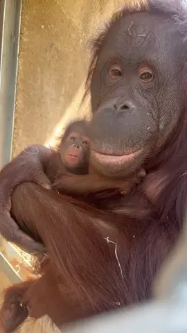 Sweet Nanas! #orangutan #babyanimals