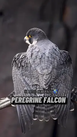 Peregrine Falcon| Halcón Peregrino 😳 #falcon #halcon #peregrinefalcon #halconperegrino #animallovers #animalestiktok 