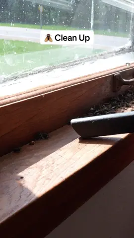 I was shocked when I opened the curtains and found this #satisfying #cleaning #CleanTok 