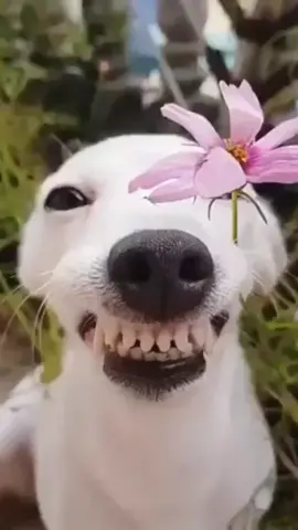 La sonrisa más bella 🥰🐶❤️ . . . . . . . . . #mascotas #doglover #a #animales #perrosfelices #gracioso #memesdog #momos #humor #meme #perro #Love #perrosfelices #pets #cachorro #perrosonriente 
