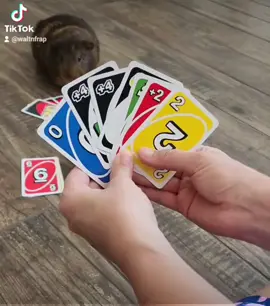 🐻🐾♠️♥️♦️🃏Uno With Grandma💓 #guineapig #guineapigsofinstagram #guineapigs #guineapiglove #cavy #guineapiglife #pets #cute #meerschweinchen #guineapiglover #guineapigsofig #petsofinstagram #guineapiggies #pet #cavylove #animals #guineapiggy #ig #cavies #cavia #Love #guineapigsofinsta #piggies #guineapiglovers #guineapigsof #cuteanimals #caviesofinstagram #animal #cavysofinstagram #unocards