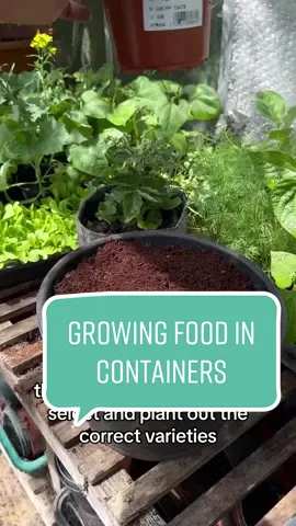 Today we are back and I am showing you just how easy it is to grow loads of fresh fruit, vegetables and herbs at home, even if you have only got a small urban space! A lot of people think you need a large open area of space to grow any decent amount of food at home, but in reality I grow 90% of the plants you see in my videos in either, raised beds, small pots or fabric containers.  By using pots, you can grow loads of produce all in a smaller space! Opening up the world of gardening to so many more people. However, container gardening can be a little confusing! What size pot do you need, what varieties to grow, how much water to use? These are all common questions. So I have put together Garden with Joe to help!  This is a monthly box set where I send you everything I’m growing that month, including the seasonal seeds, compost, plant food, correct size pots and custom instructions and support, all in one sustainable box.  If you would like more information check out my bio and click garden with Joe. I cant wait to help more of you grow your own fresh food at home! 😊🌱 I hope you are all having a lovely week so far and I love you all!  Joe 😊🌱💚 #organic #garden #gardening #growyourownfood #plantbased #sustainable #DIY #zerowaste #gardentips 