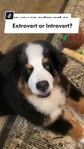 Are you an extrovert or an introvert? 🤭 🖤🤍🤎 #riggietheberner #bernerbaby #bernerpuppies #bernerpup #bernesemountaindogpuppies #bernesemountaindogpup #bernesemountain #bernerlover #dailybernese #bernesemountaindogsofig #bernerdaily #bernesemountaindogoftheday #berneselife #berneselovers #bernesepuppies #berneroftheday #bernesemountaindogsofinsta #bernernation