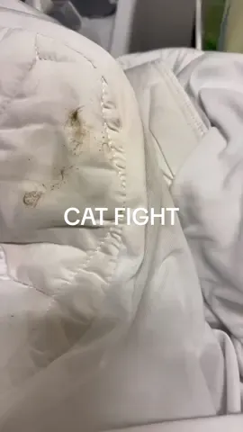 CAT FIGHT 😱 #pet #petstains #blood #bloodstains #stainremoval #laundry #puracy #tide #oxiclean #clorox #LifeHack #CleanTok  #organize #cleanhousecheck #fypシ #foryou #foryoupage #fy #mom #sahm #cleargenius #share #like #SelfCare #parati #voiceover #cleaning #cleaningmotivation #clean #viral #kohls @Kohl’s @Tide @Clorox @OxiClean @downy 
