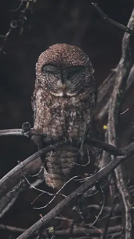 When he stares at you its like he’s staring into your Soul! 😅 caught in the Teton National Park in Wyoming  #wyoming #photography #photographer #wildanimals #wildlife #greatgrey #owl #owls #wildlife #beauty #podium #fyp 