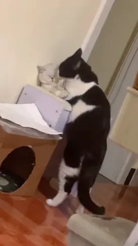Forced kiss#kiss #cat #catsoftiktok #pet #kucingmalaysia #кіт #цепісец #smartcat 