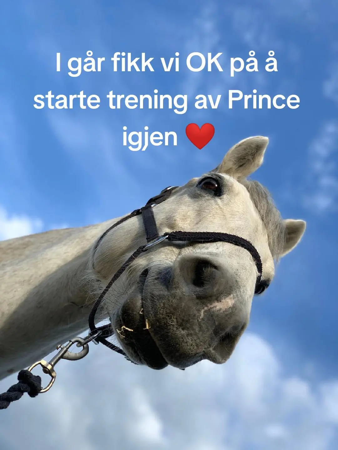 Endelig kan vi starte opp trening med #ballytarsnaprince igjen 😃 Krysser fingrene for at han kommer fort i gang og er klar for et stevne i løpet av sommeren ❤️ Det har vært fire laaaange uker, men endelig er dagen her hvor vi kan starte opp igjen 😃 #showjumping 