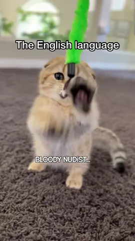 Why does it have to be so unreasonable #catlover #relatable #english 