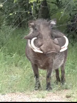 boar#wildanimals #animalworld #animals #boar 