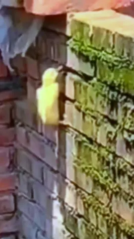 #toocute  #fuuny #pet #A duck that can climb the wall