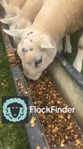 Built by farmers, 👨‍🌾for farmers,  we’ve combined the best of modern technology with on-the-ground knowledge and experience to create an easy-to-use platform that can help YOU manage your livestock and keep your records up-to-date. 🌾 #farming #agriculture #farm #farmlife #farmer #tractor #johndeere #fendt #nature #landwirtschaft #farmers #harvest #organic #farmingsimulator #newholland #agro #farminglife #ls #fs #agri #claas #photography #agriculturelife #tractors #gardening #countrylife #food #cows #caseih #agriculture 