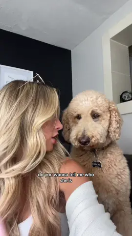 Not me thinking my heart was safe #dogsoftiktok #dogs #goldendoodle 