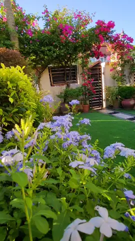 Nearing sunset, loved the golden glow. Seen here, my Plumbagos at their best, and the Bougainvillea arch in the making 😊. #mylittlegarden #pottedplants #flowersinpots #homesweethome #gardenismytherapy #smallgarden #tropicalgarden #colourfulgarden #plumbago #bougainvillealovers #bougainvillea #patienceiskey #bitbybit