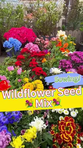 Mix Wildflower💐limited stock available💯 #wildflower #mixflowers💐🌿 #homegarden #potplanting #flowergarden #growyourown #flowerkiss 