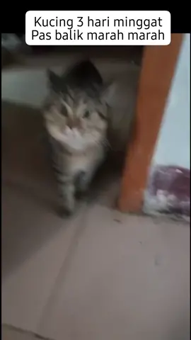 Ngegas dlu sblm digas babu #angrycat #funnycat 