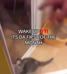 #fyp #viral 