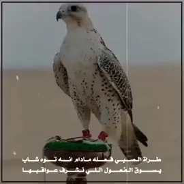 طراة الصبي  #اتعلم_علي_تيك_توك 