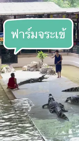 ดูกี่ทึก็ลุ้น #สวนสามพรานนครปฐม #ลานแสดงช้างและฟาร์มจระเข้สามพราน #พาลูกเที่ยว #บ้านฉันสนุกเว่อร์ 