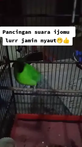 ijomu ngene ora lurr krungu suara ijo beti langsung ngono #cucakijo #cucakijomania #jamtrokmania #kacermaniaindonesia #kacermania #cucakijoindonesia #kacergacor #muraibatuindonesia #kicaumaniaindonesia #masteranburung #muraibatumedan #cucakijo 