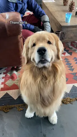 Wouldn’t change a thing 💛 #dogsoftiktok #goldenretriever #ilovemydog #cutedog #smile #theperfectman