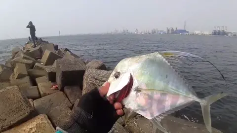strike ikan kue rambe lagi di spot batu tahu ancol#mancing #microfishingmancingdilaut 