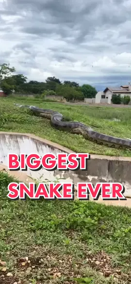 Giant anaconda in Brasil 🐍🐍 #anakonda #snake #giantsnake #animal