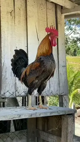rooster 🐓 sounds #rooster 