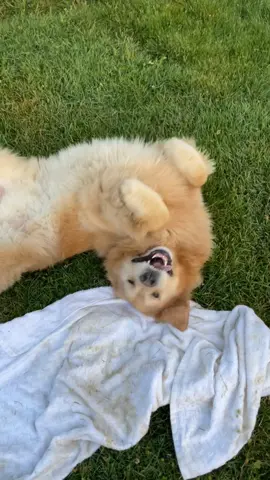 Backyard shenanigans 