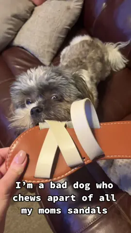#shihtzu #immagrowupandbeanastronot #puppy #immagrowup 