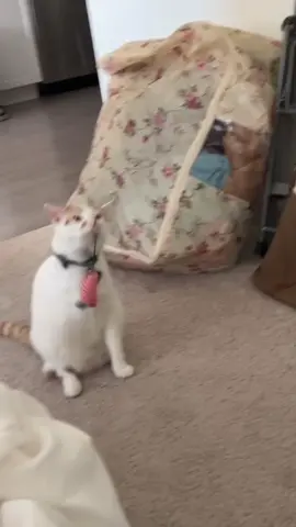 His newest hobby 🤪 #catsoftiktok #cat #cats #catlover #cattok #funnycat #funnycats #funnycatsoftiktok #funnycatvideo #funnycatvideos #purr 