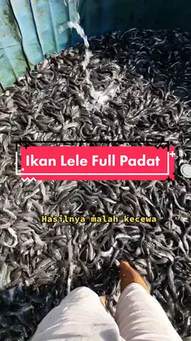 Tebar Ikan Lele Full padat. Tetap semangat jangan berhenti berusaha. #ikan #lele #budidaya #kolam #bioflok #wirausaha #viral #fyp #perikanan #pengusahasukses 