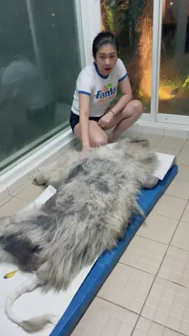 Akhirnya ada jawaban guys🥹🐺😔 foll ig @lexygrayson #lexygrayson #alaskanmalamute #gws #foryoupage #fyp #sadmoment #pray #dog #animalsoftiktok 