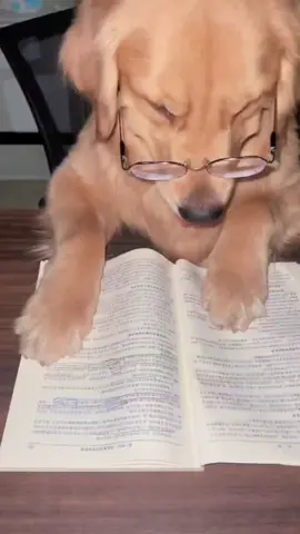 The way a dog reads a book#goldenwool 
