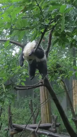 sad 😌😌🥺 #hewanlucu #CutePandaVideos #pandacutevideos #animalsoftiktok #animals #TikTokHewanLucu #pandalucuu #hewan #hewanlucu #PandaLucu #VideoLucuPanda #VideoPandaLucu #pandaaaaaaaa #hewanlucudanimut 