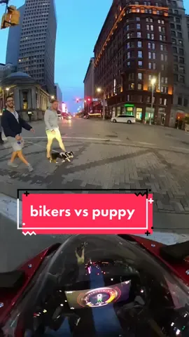 puppy in the road 