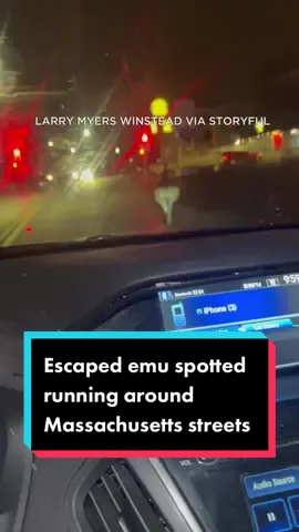 A pet emu was seen running free along the streets in Massachusetts before being corralled by police and reunited with its owner later that night. #abc7la #eyewitnessnews #abc7eyewitness #news #pets #emu #animalsoftiktok 