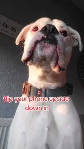 #milothewhiteboxer #trending #fyp #petlover #dogtok #blowthisup 