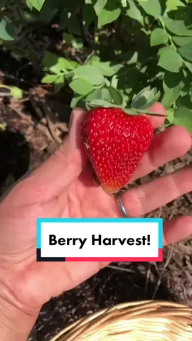 Berry harvest!  #strawberries #blueberries #blackberries #alpine #garden #gardentok #garden101 #gardentips #gardening #gardeningtok #gardening101 #gardeningtips #Homestead #homesteadtok #homesteadlife #homesteading #farm #farmtok #farmlife #wholesome #positive #vibes #plants #greenthumb #victorygarden #veggiepatch #berrypatch #growagarden #growfood #growfoodnotlawns #comealong #comealongwithme  #fyp #fypage #foryou #foryoupage #viral 