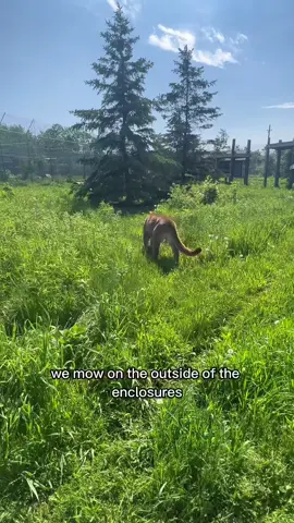 When we say “natural” free roaming habitats, we mean it! 🌿 #bigcatlover #tiger🐅 #cougar #servalsoftiktok #servalcat  Our caretakers put lots of thought into habitat maintenance, and the tall grass is quite intentional! 🌾Aside from trimmed walking paths, the cats love to hide, play, and rest among the natural features of their enclosures. As for concerns like ticks, the cats are treated with preventative so they can enjoy nature without any worries ❤️. 