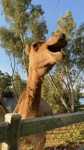 If you’ve ever wondered what a camel sounds like…  #camel #pet #outback #wildlife #boulia #farmlife 