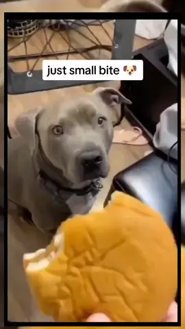 small bite #dog #anjing #prank #fun #lucu #fyp #cute 