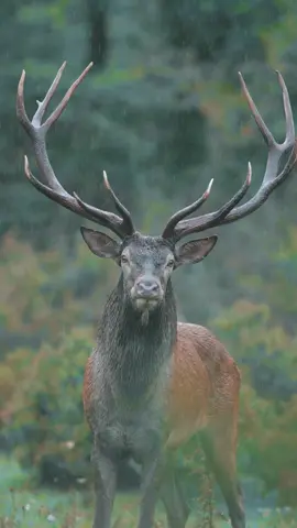 Yes guys, I’m outside also during the rainstorm 😍🌧️ Photographing is always fun #wildlife #photographer #camouflage #animals #rain #deer #wildlifephotography 