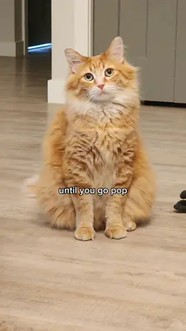 He's like 