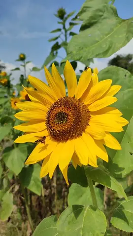 beautiful sunflower #sunflower #bunga #bungamatahari #flower #flowers #bungacantik #floweraesthetic #videotentangalam #lagusenja #katakataanaksenja 