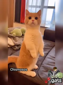 GATOS CHISMOSOS 😹🐈😻 🐾 Sígueme #gats #gatosvirales #gatosgraciosos #gatosdivertidos #gatitos #gatostiktok #gattiktok #gatoftiktok #gatosdetiktok 