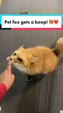 He really loves them! #PetFox #RedFox #exoticpets #cute #pet #pets #boop 