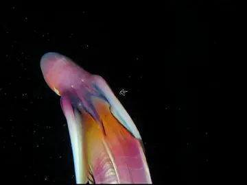#BLANKETOCTOPUS (๑ˊºロºˋ๑) fun fact about blanket octopus is female blanket octopuses have a particularly endearing characteristic when it comes to defense. When threatened by predators, instead of relying solely on their long, trailing blankets for protection, they can actually detach one of their specialized tentacles known as the 