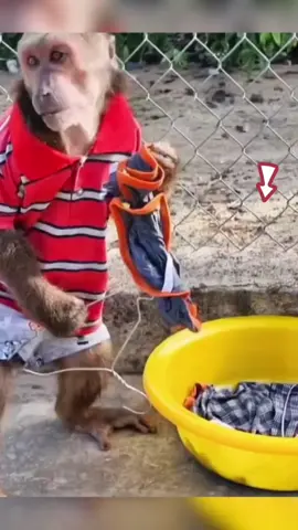 Monkey Brother washes clothes # Pet # Funny # Animal World